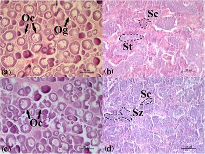 Sex-Dependent RNA Editing and N6-adenosine RNA Methylation Profiling in the Gonads of a Fish, the Olive Flounder (Paralichthys olivaceus)